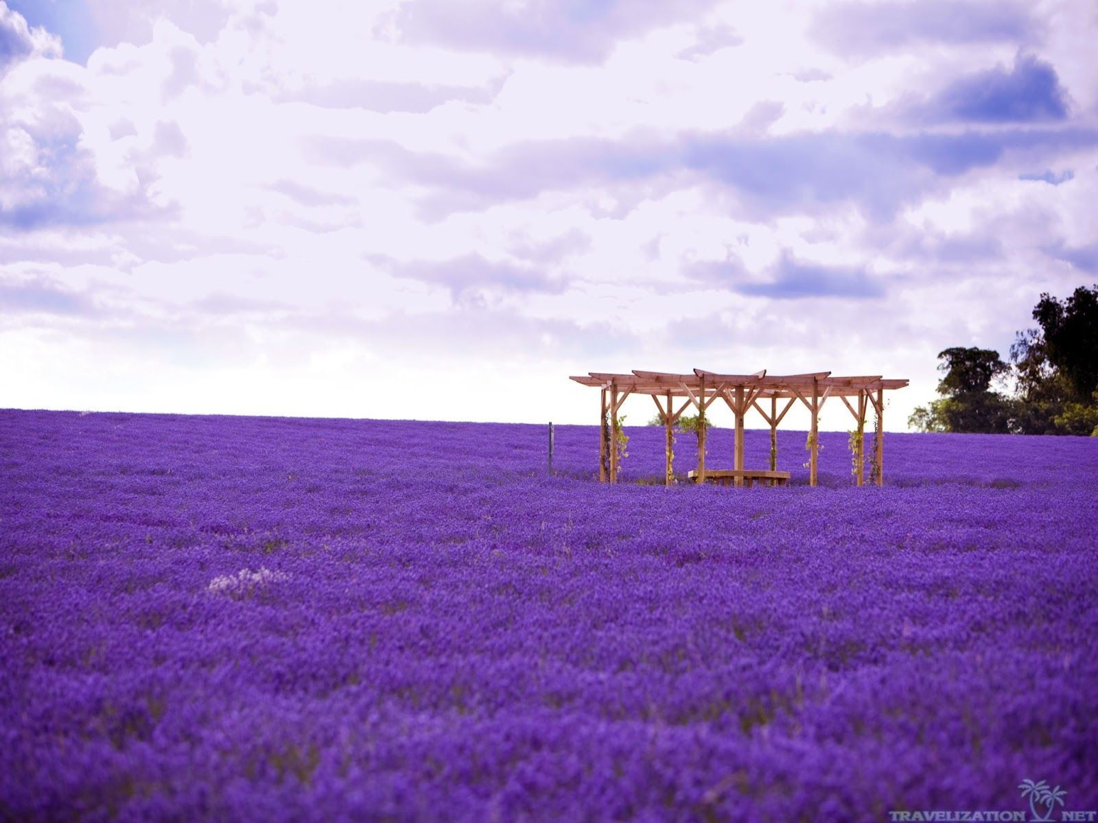 Lavender Fields France Wallpaper