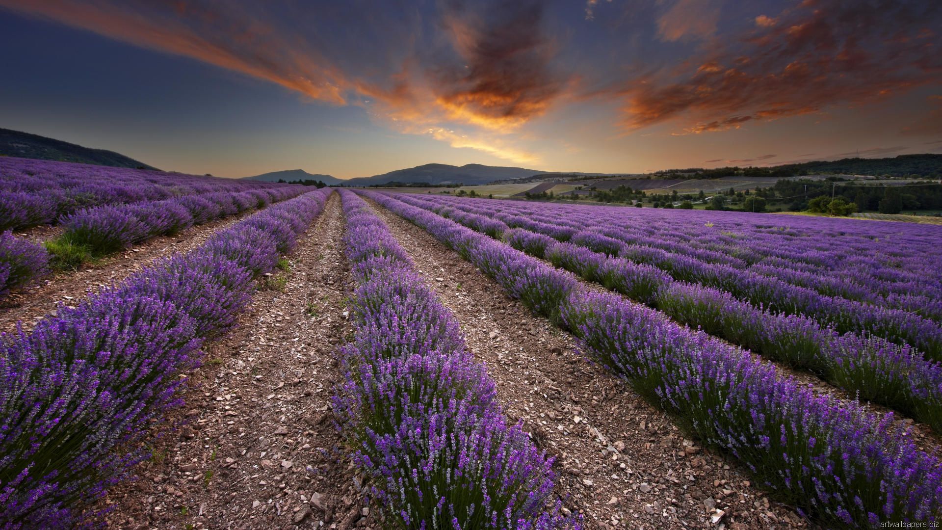 Lavender Fields In Provence France Pics HD Wallpaper