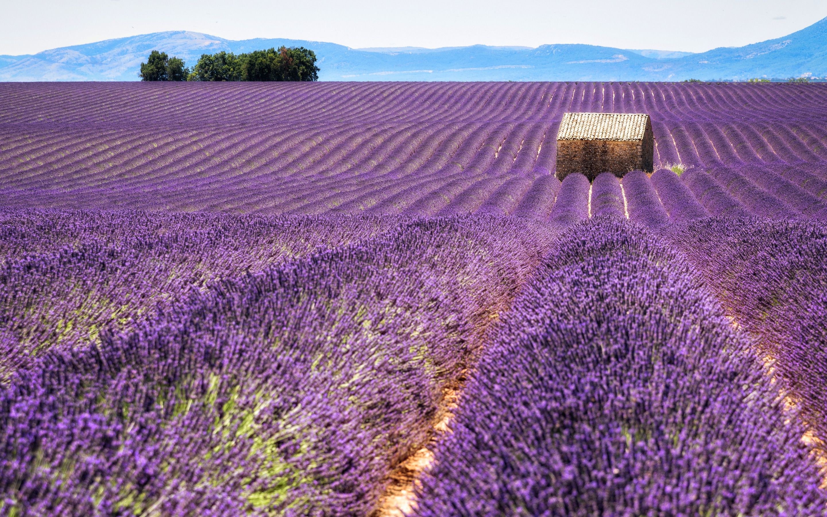 Download wallpaper lavender field, morning, lavender, flower fields, purple flowers, Provence, France for desktop with resolution 2880x1800. High Quality HD picture wallpaper