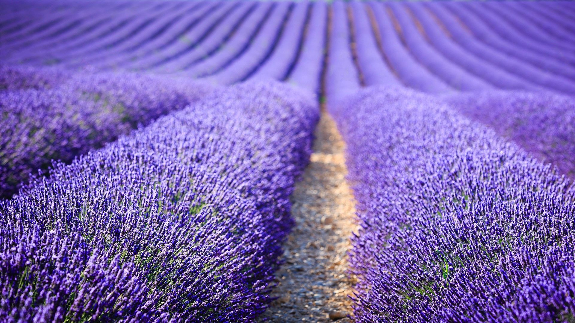 Lavender Field At Sunset, Provence Alpes Côte D'Azur, France. Windows 10 Spotlight Image