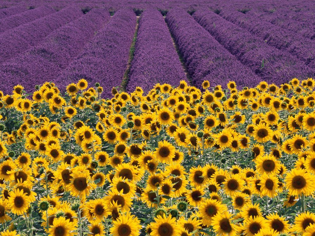 Webshots's Photo: Sunflowers and Lavender Fields, Provence, France