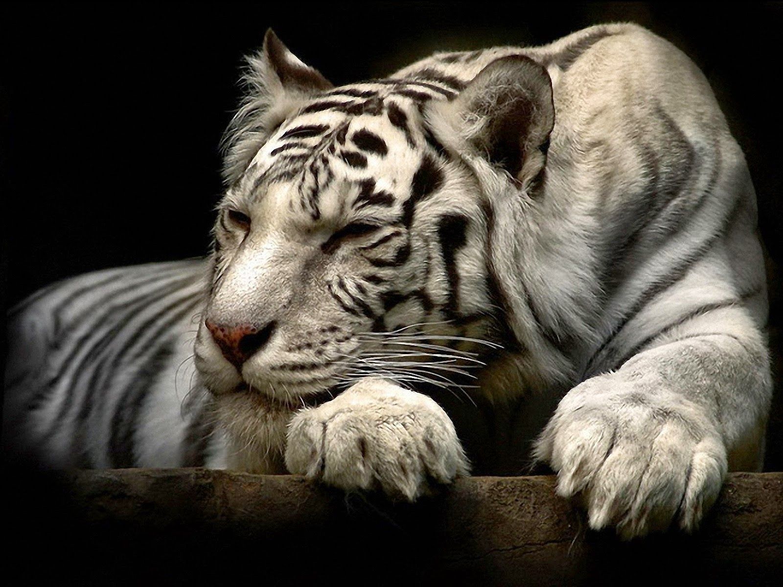 White Tiger 3D Anime Black Wallpaper. Free HD Desktop Wallpaper. Tiger wall painting, Tiger painting, Modern wall paint