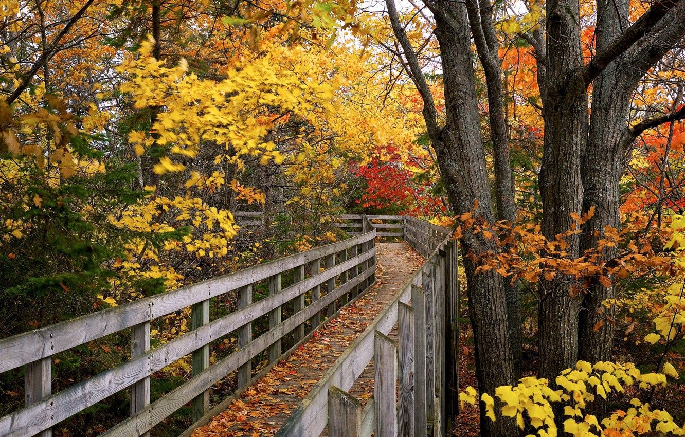 Wallpaper autumn, bridge, Park image for desktop, section природа