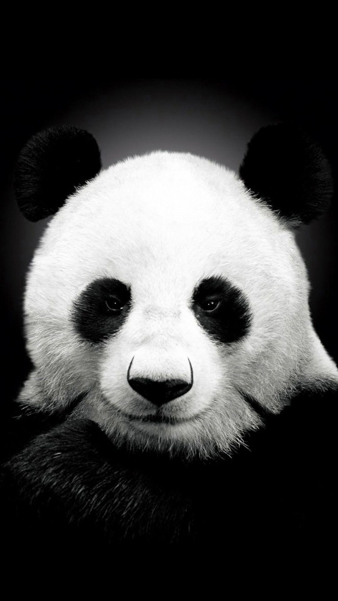 iPhone 6 HD Wallpaper Of Panda Wallpaper & Background Download