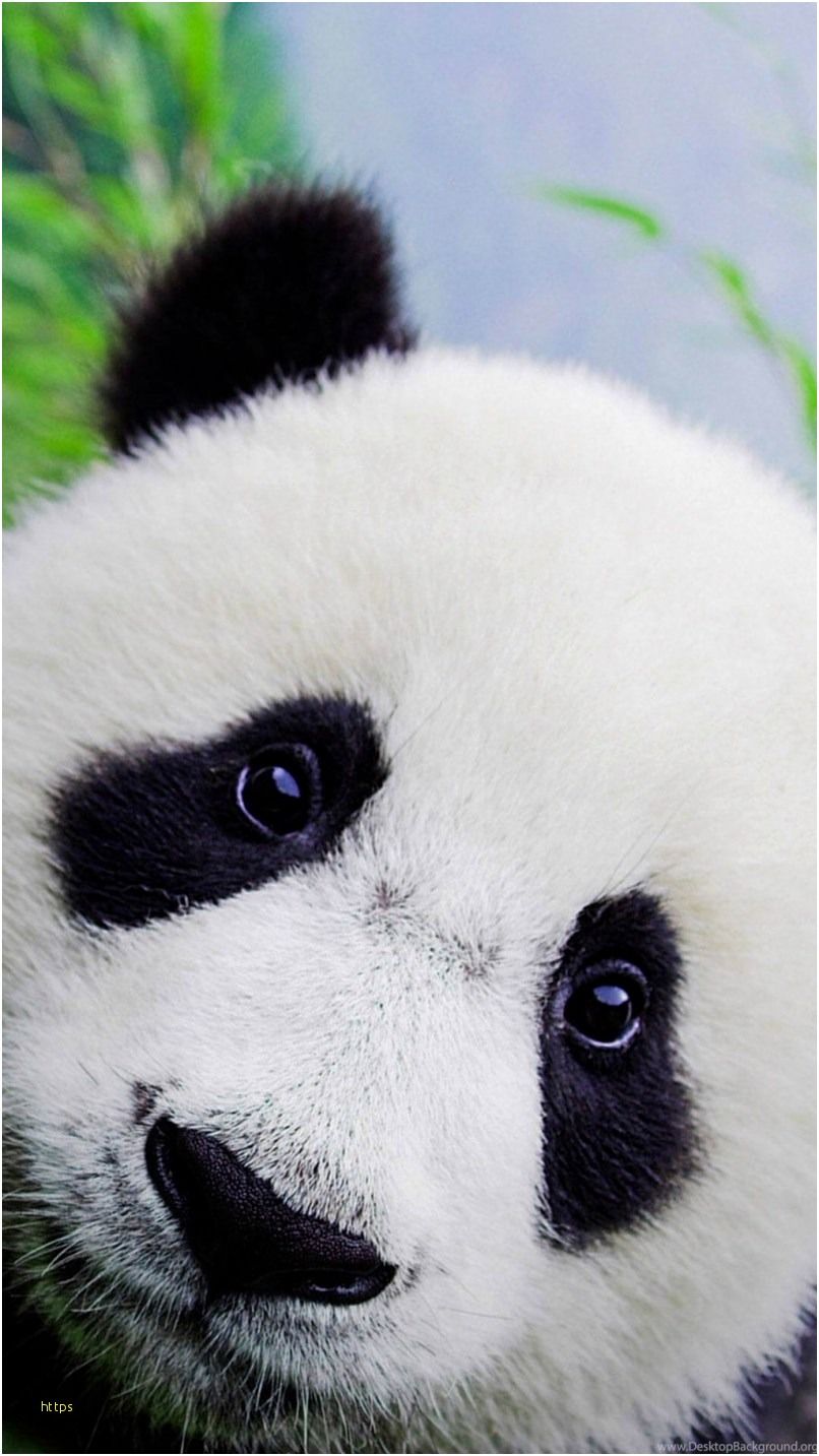 Cute Panda Wallpaper Best Of Cute Panda Wallpaper Panda Wallpaper iPhone Wallpaper & Background Download