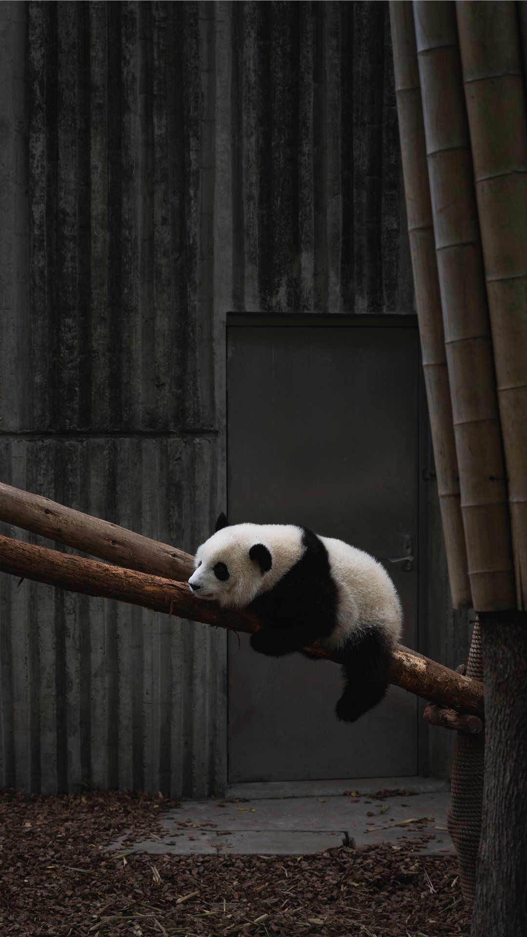 Best panda iPhone 8 Wallpaper HD