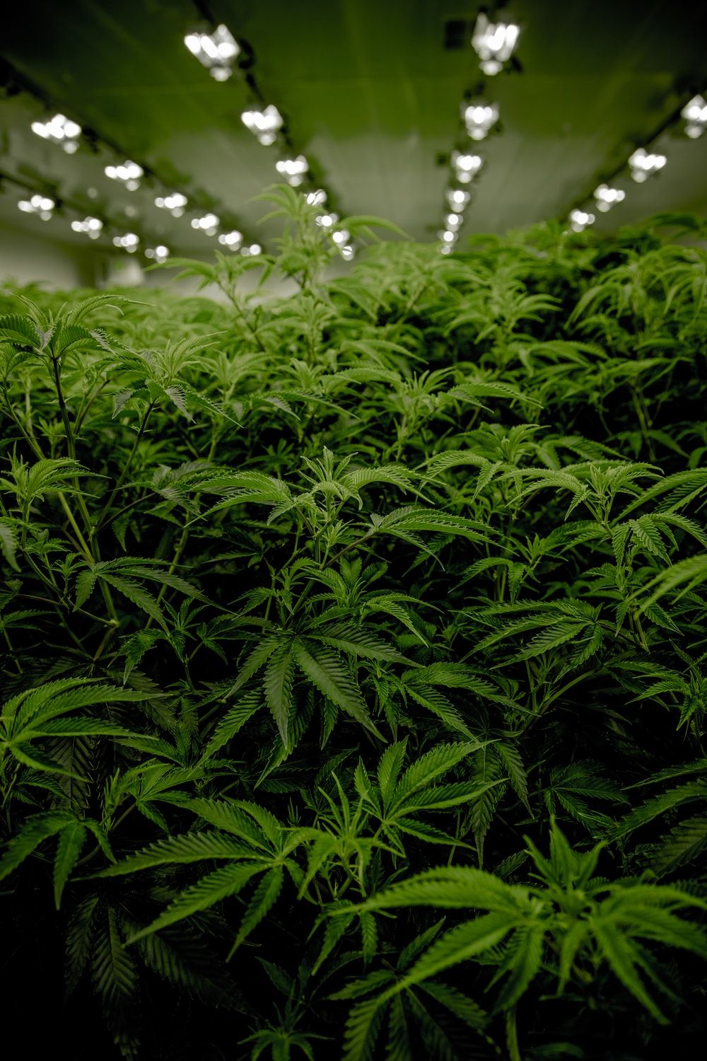Weed Background Image: Download HD Background