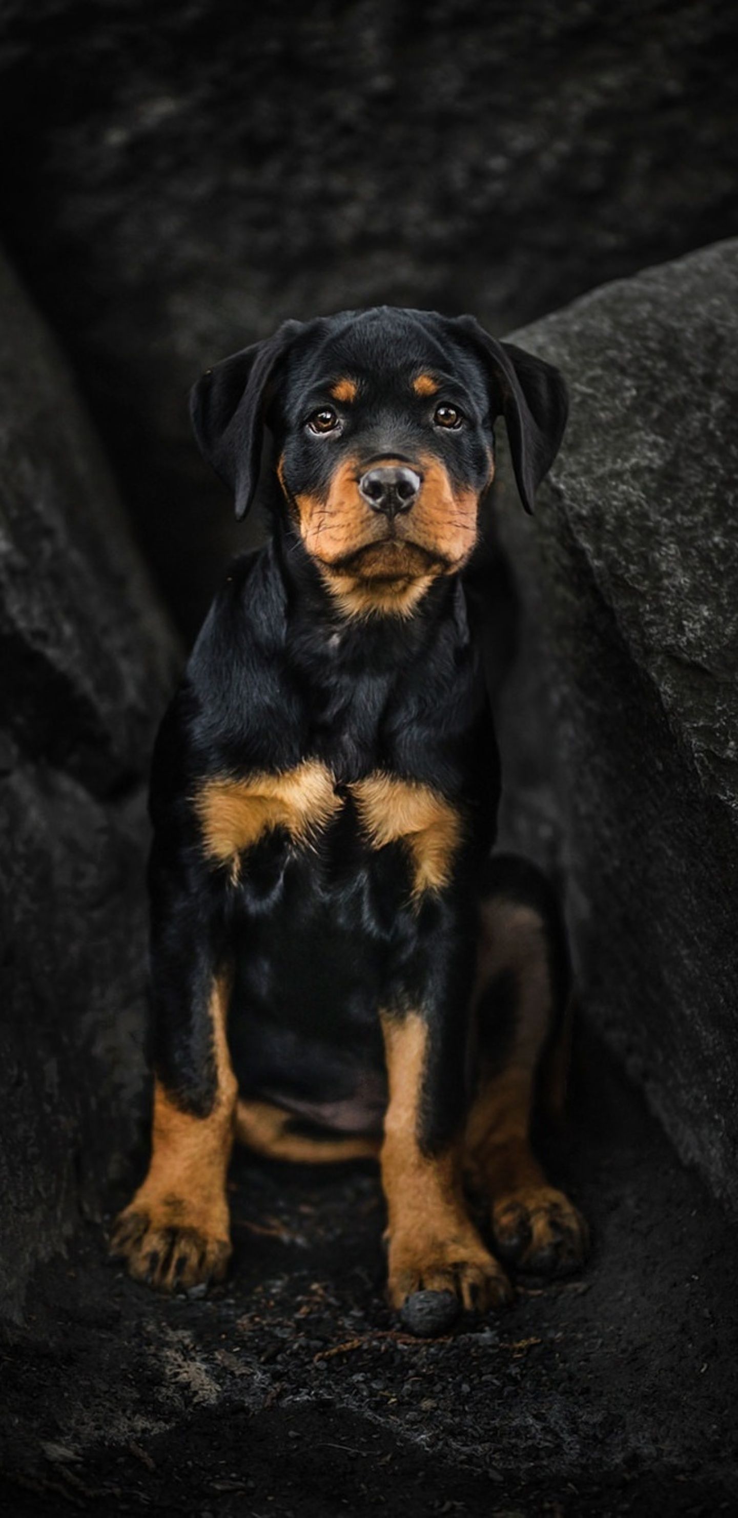Rottweiler Puppy Samsung Galaxy Note S S SQHD HD 4k Wallpaper, Image, Background, Photo and Picture