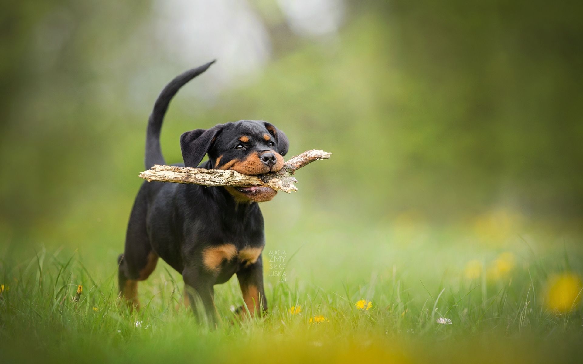 Download wallpaper Rottweiler, puppy, bokeh, pets, lawn, small rottweiler, dogs, cute animals, Rottweiler Dog for desktop with resolution 1920x1200. High Quality HD picture wallpaper