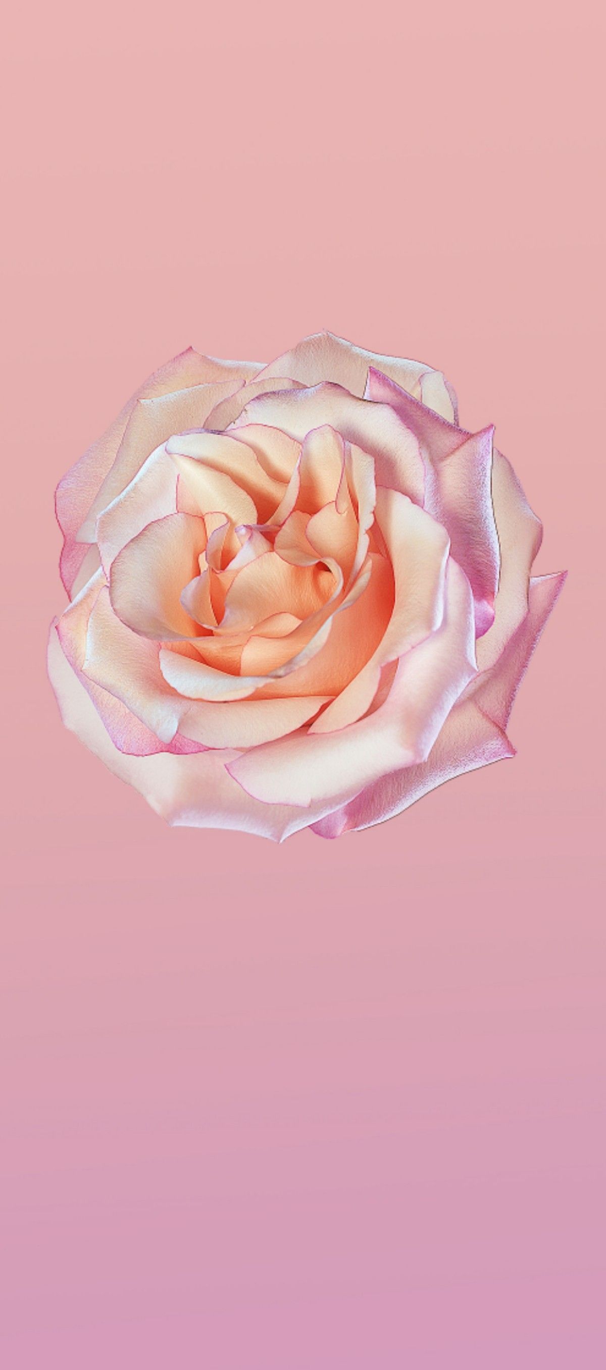 iOS 11, iPhone X, rose, pink, clean, simple, abstract, apple, wallpaper, iphone 8, clean, beauty, c…