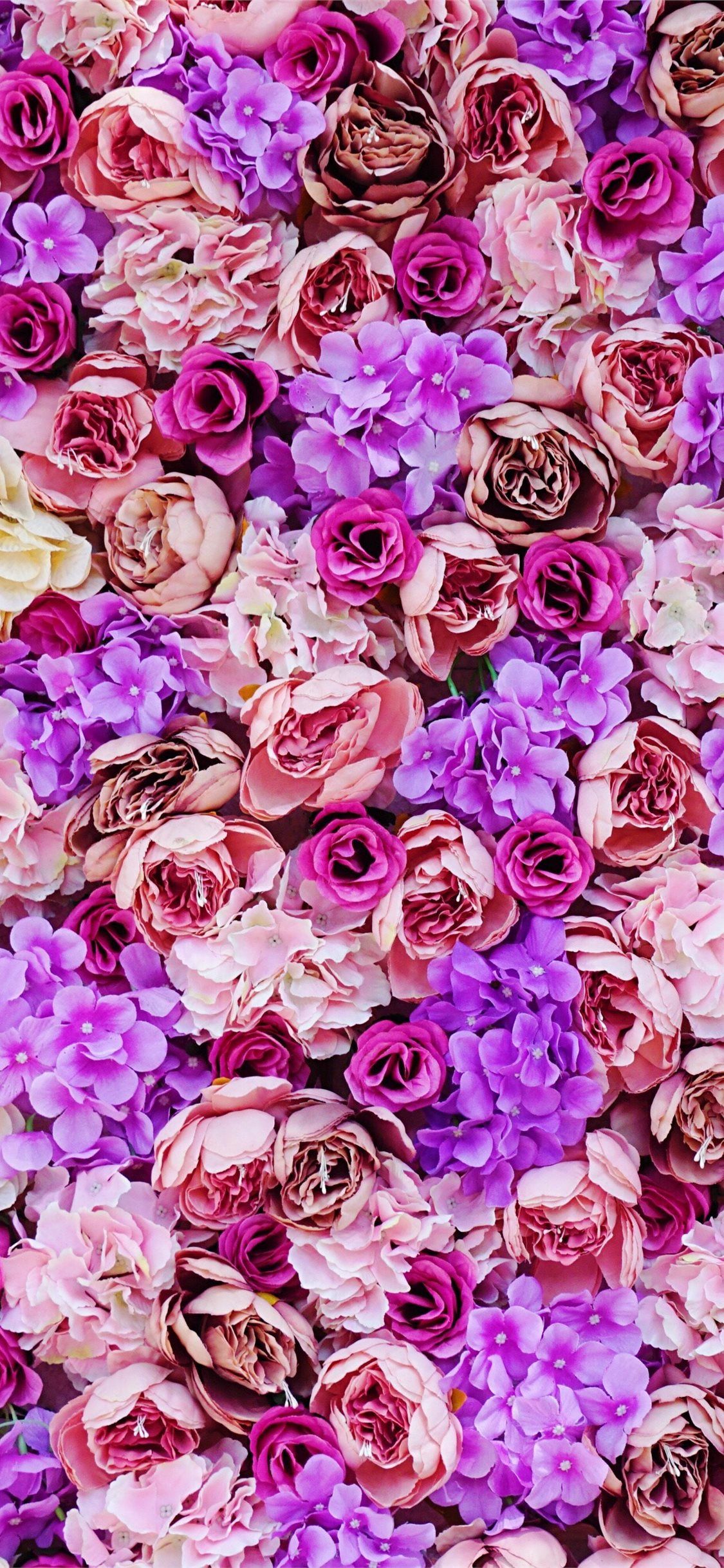 pink and purple petaled flower iPhone 11 Wallpapers Free Download