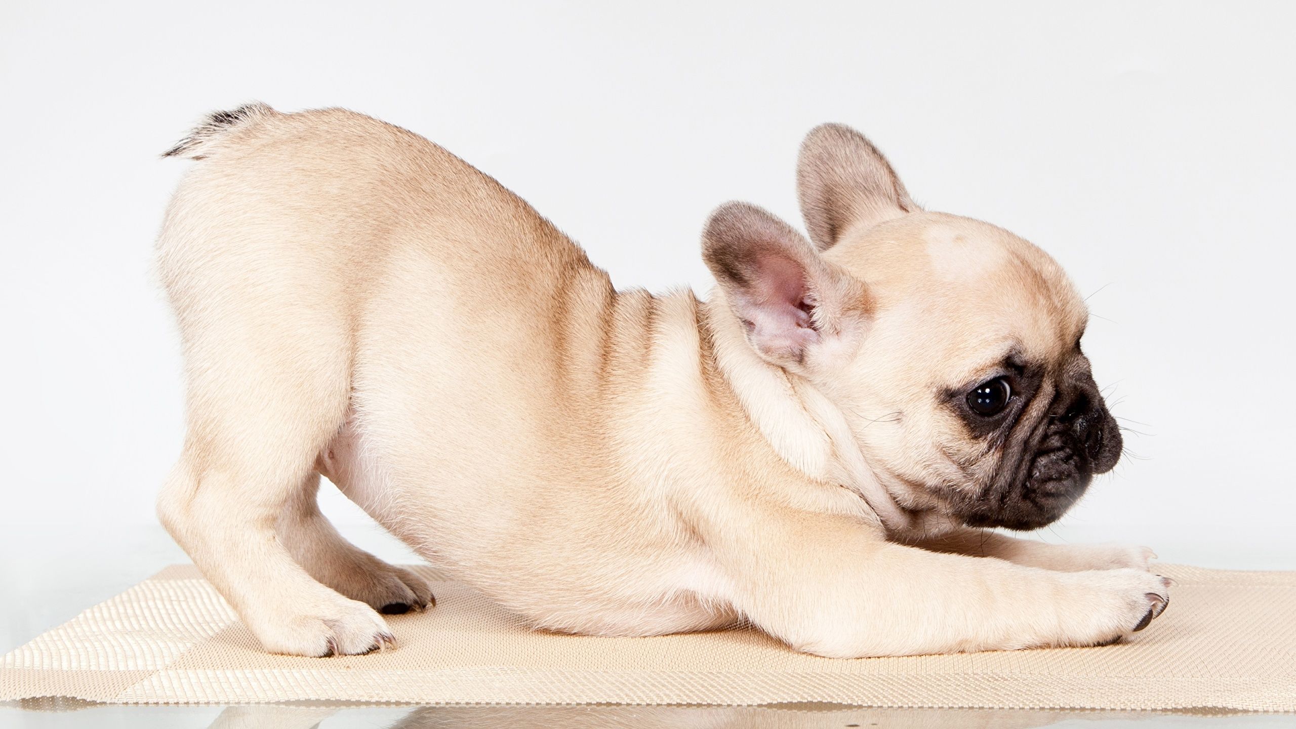 French Bulldog Puppies Desktop Wallpaper