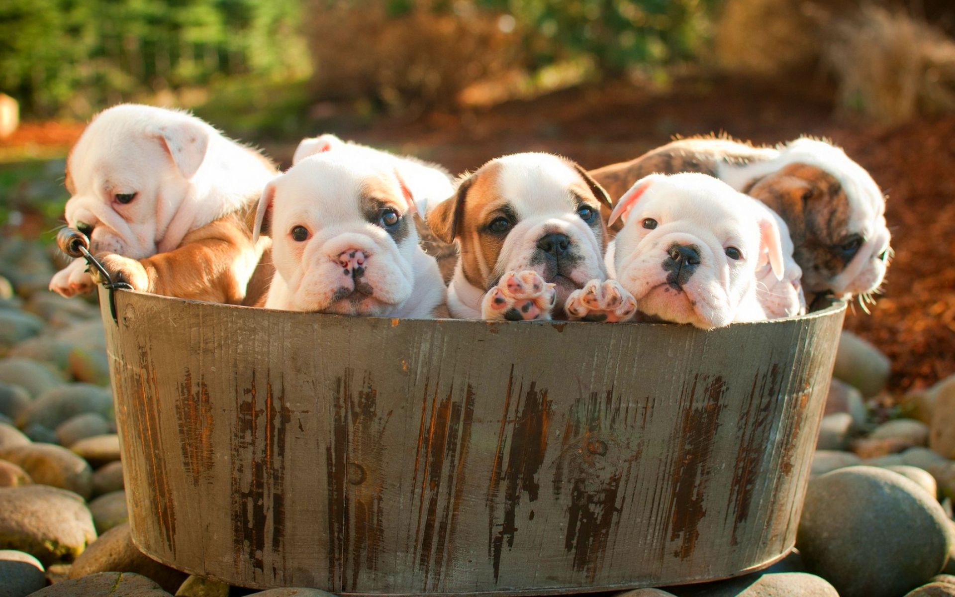 Download wallpaper English Bulldog, puppies, cute animals, pets, basket, English Bulldog Dogs, funny dog for desktop with resolution 1920x1200. High Quality HD picture wallpaper