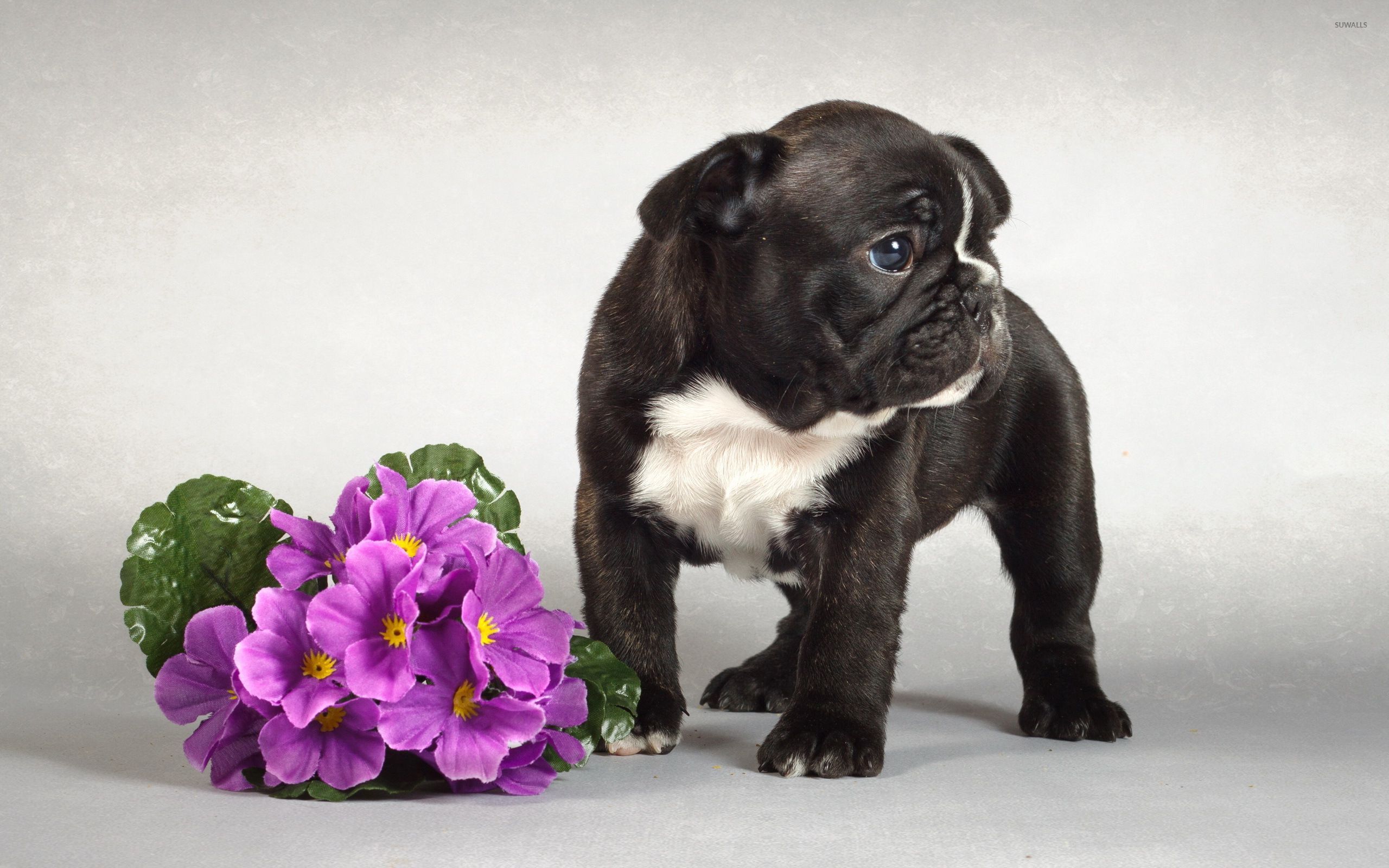 Black French Bulldog puppy near the purple bouquet wallpaper wallpaper