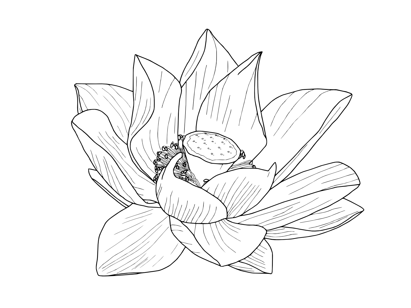 Free Transparent Flower Drawing Tumblr, Download Free Clip Art, Free Clip Art on Clipart Library