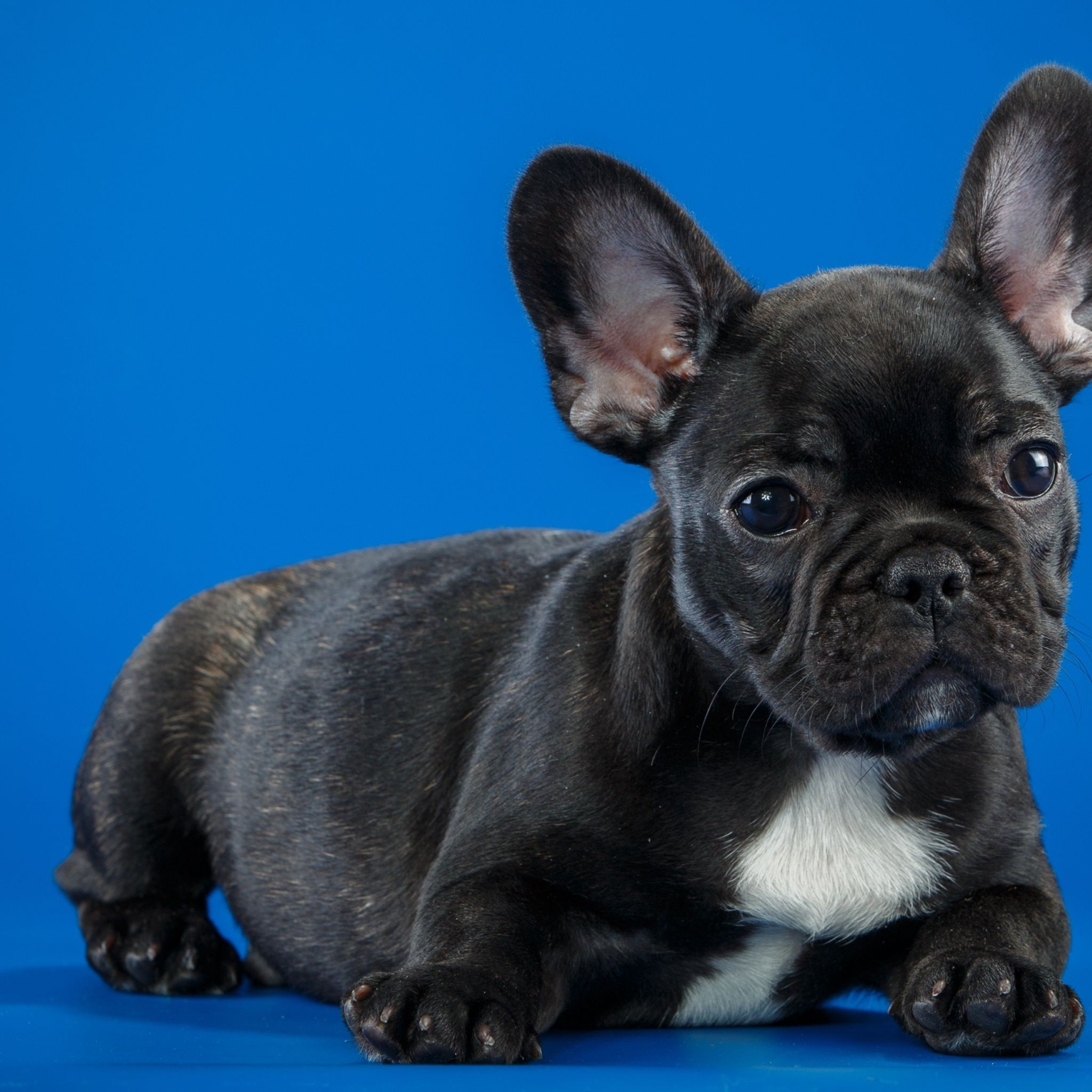 Black French Bulldog Cute Puppy iPad Air HD 4k Wallpaper, Image, Background, Photo and Picture
