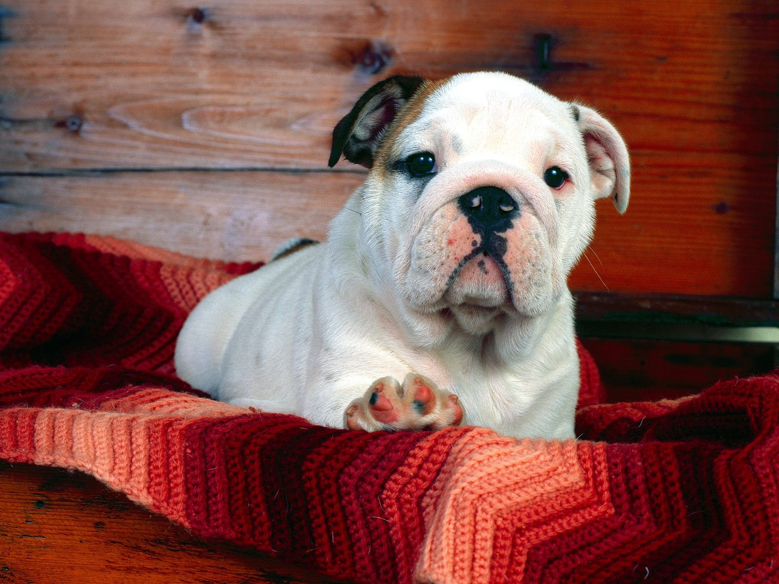 A Comfy Drawer Bulldog Puppy Dog Picture HD Wallpaper Background Desktop, iphone & Android Free Download