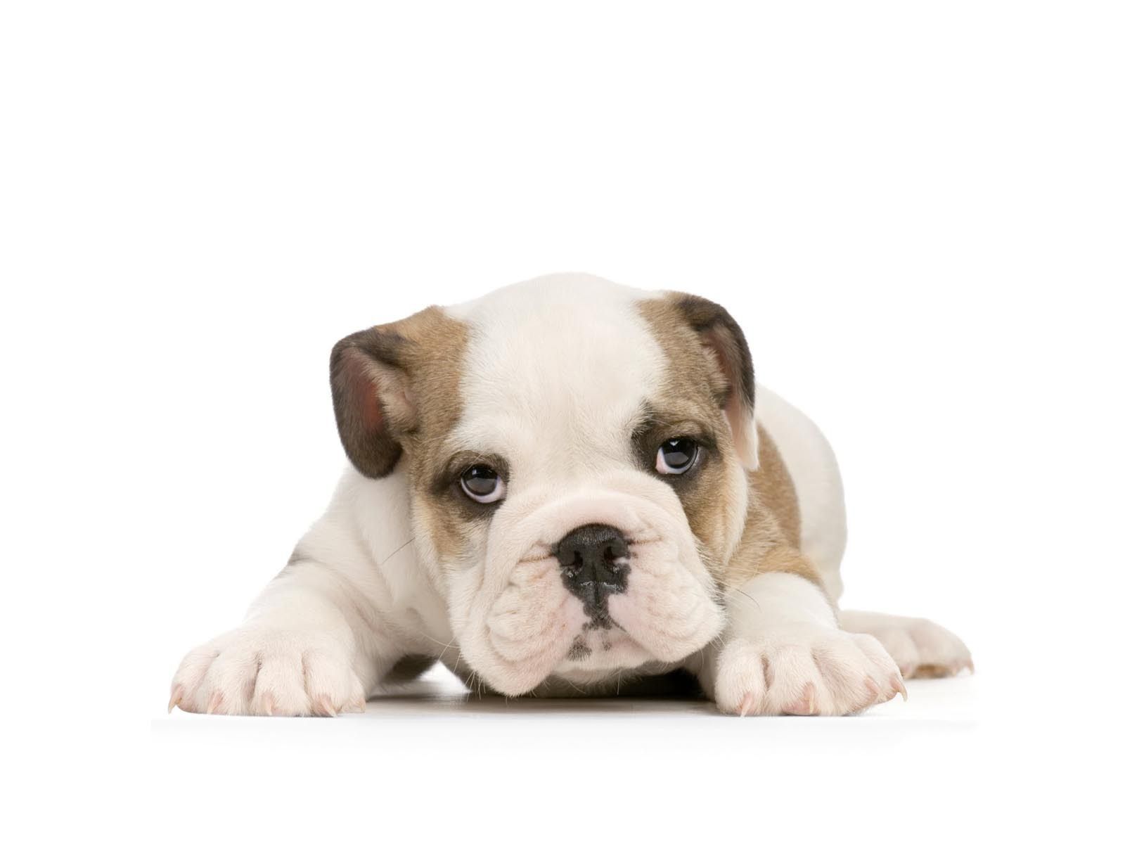 American bulldog puppy on white background Desktop wallpaper 1600x1200