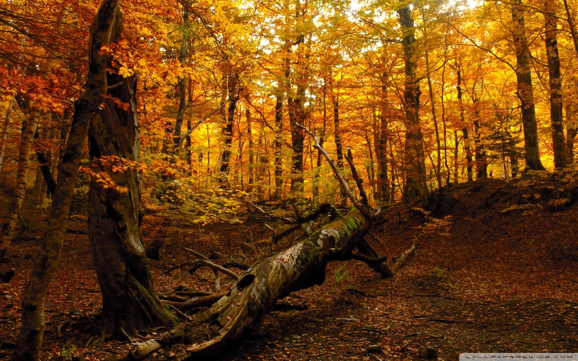 Fall Forest Wallpaper
