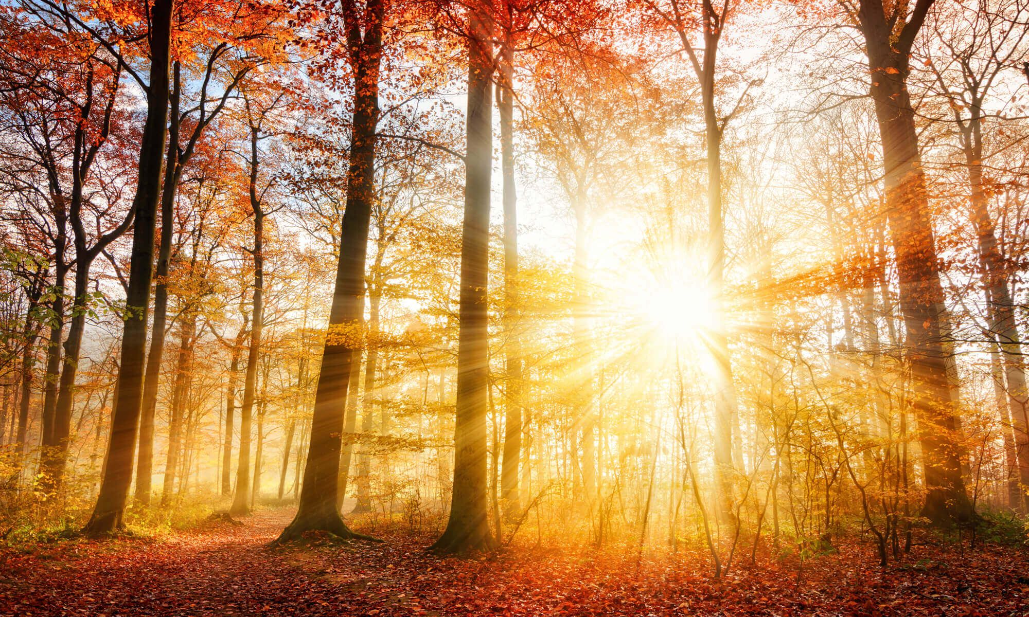 Warm sunny autumn forest wallpaper mural