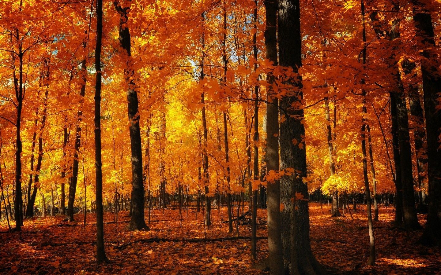Autumn forest, Autumn trees, Fall wallpaper