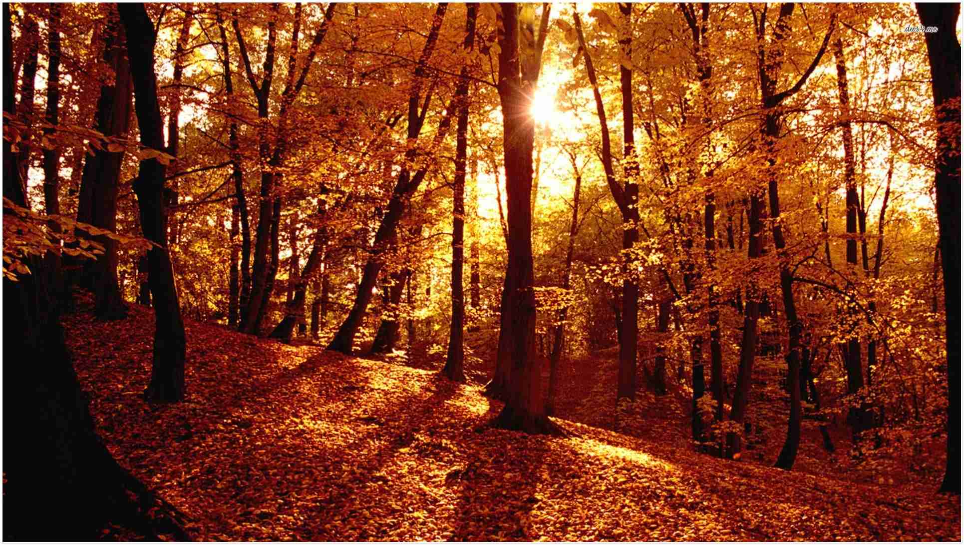 Autumn forest wallpaper download free Wallpaper Wise