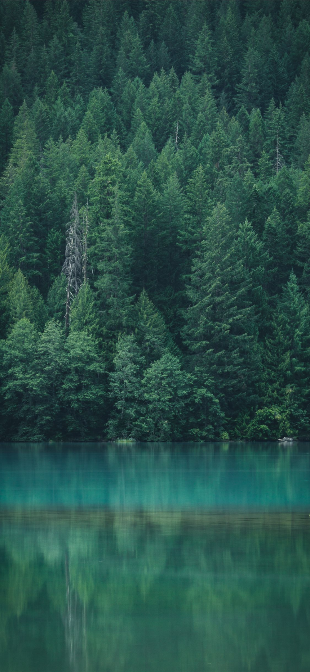 Diablo Lake, Washington. Forest wallpaper, Diablo lake, Forest wallpaper iphone