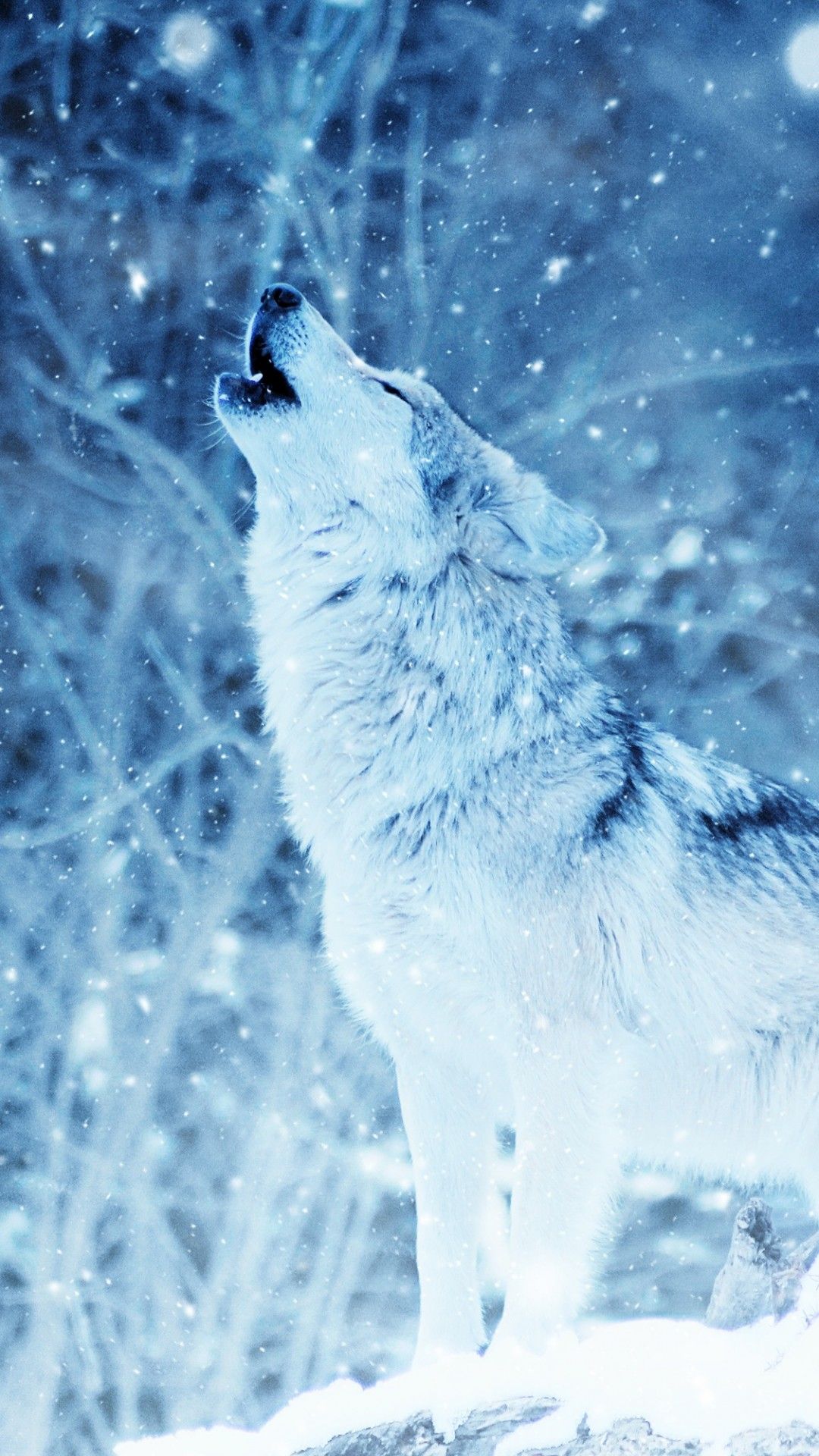 Wallpaper wolf, winter, snow, 4k, Animals