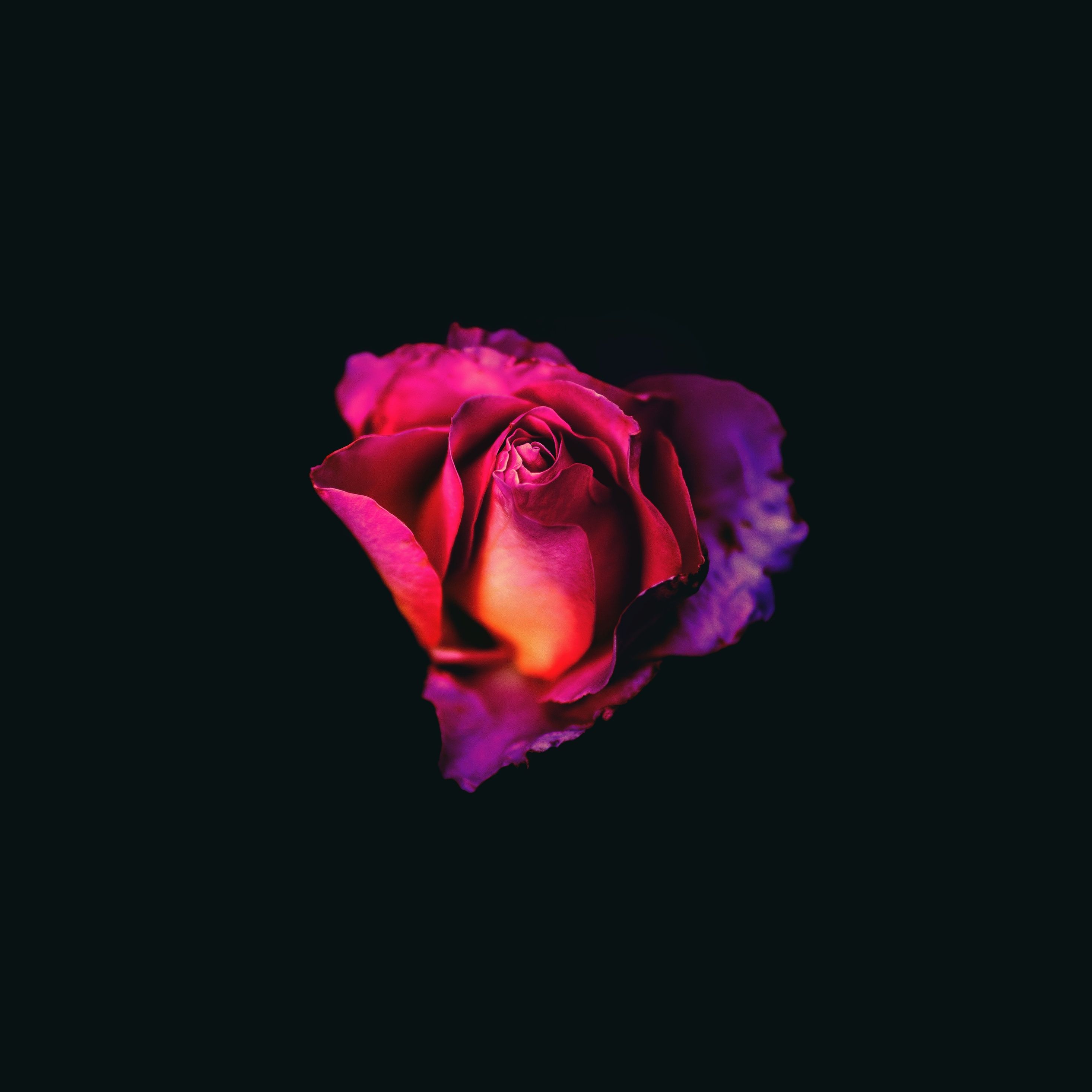 2932x2932 Rose Oled Dark 8k Ipad Pro Retina Display HD 4k Wallpapers, Image, Backgrounds, Photos and Pictures