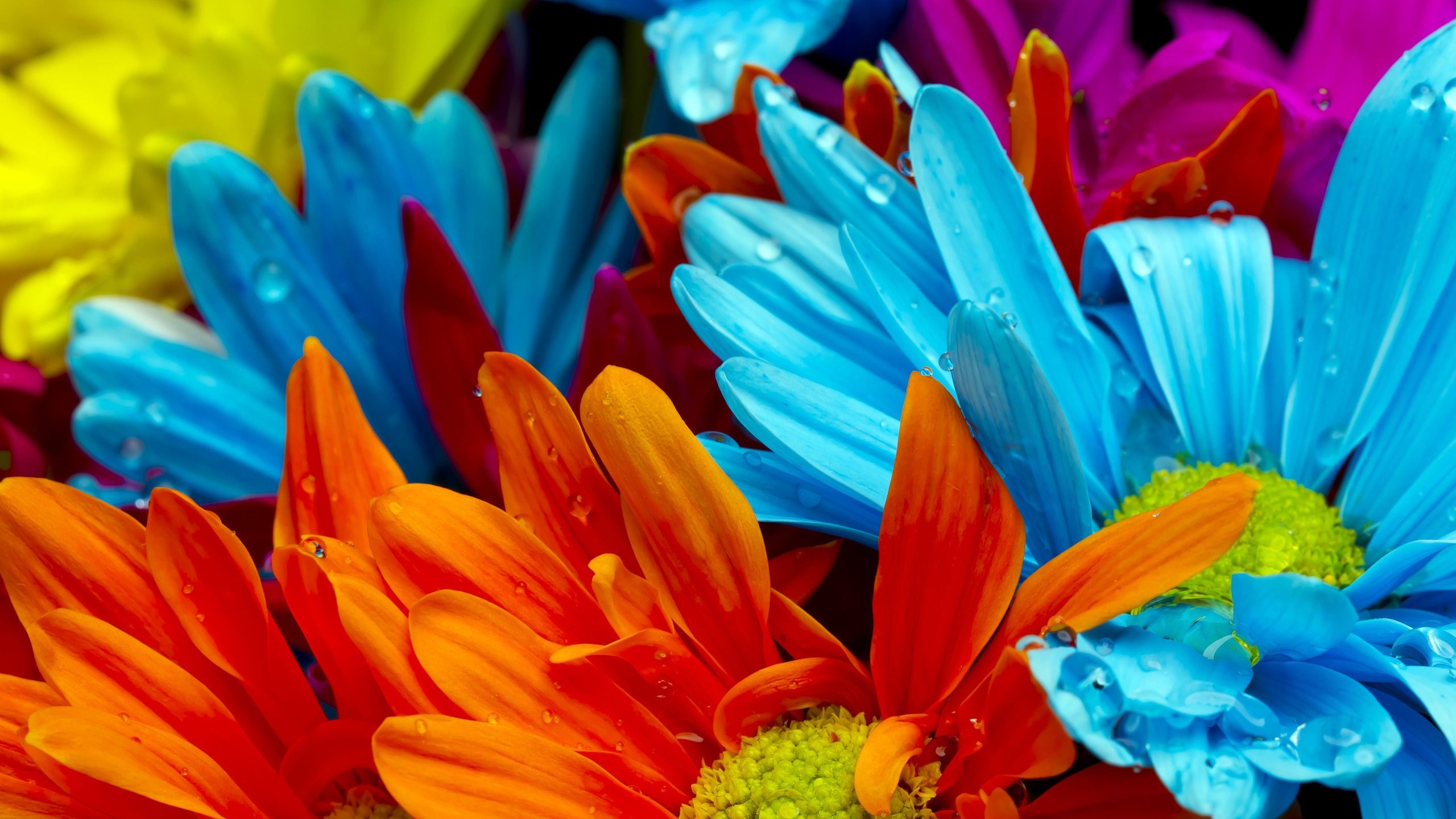 gerbera, dew, orange, yellow, red, pink, blue, colourful, flowers wallpaper
