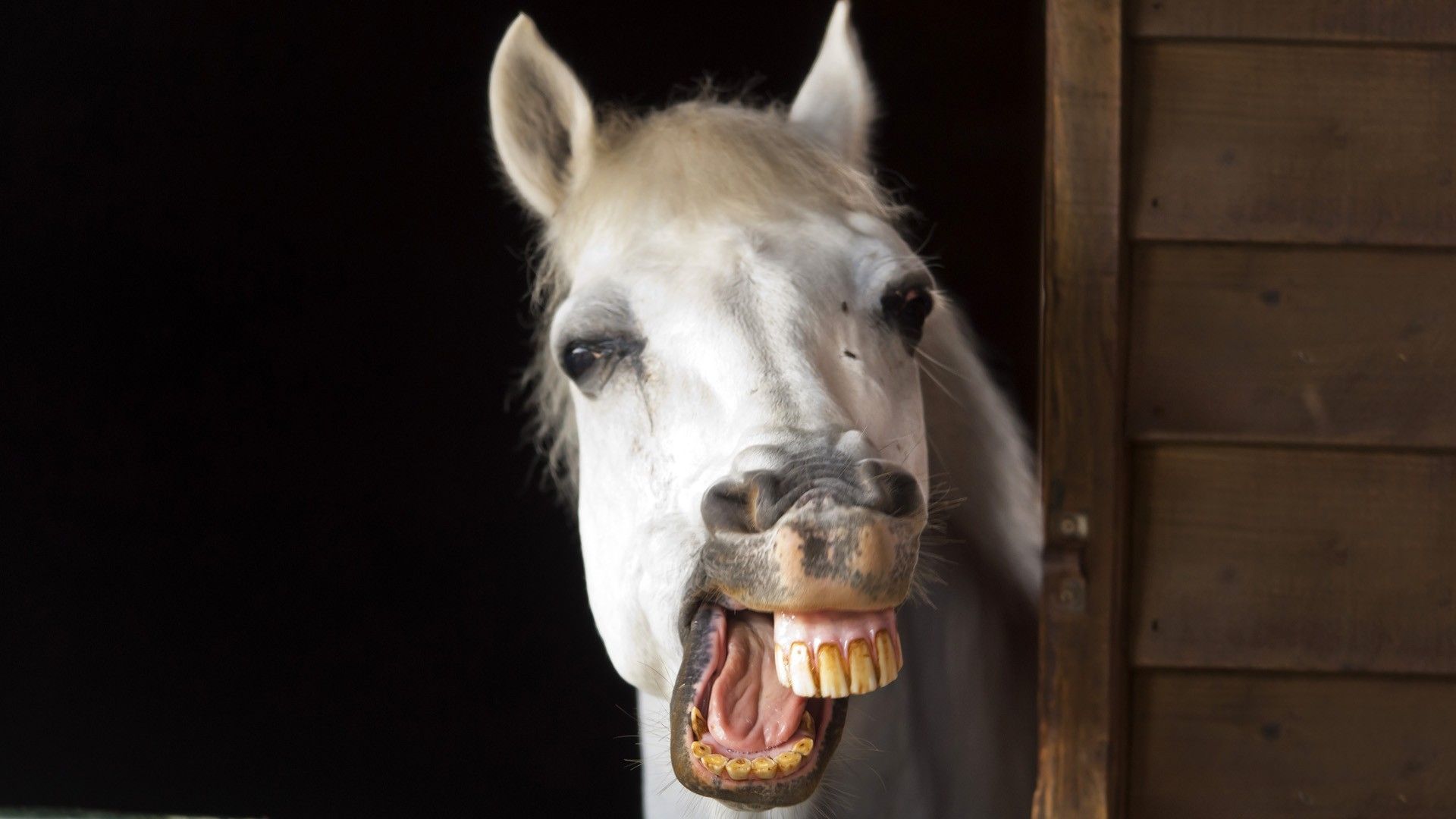 Funny horse picture for desktop and wallpaper. Funny horses, Horse smiling, Horses
