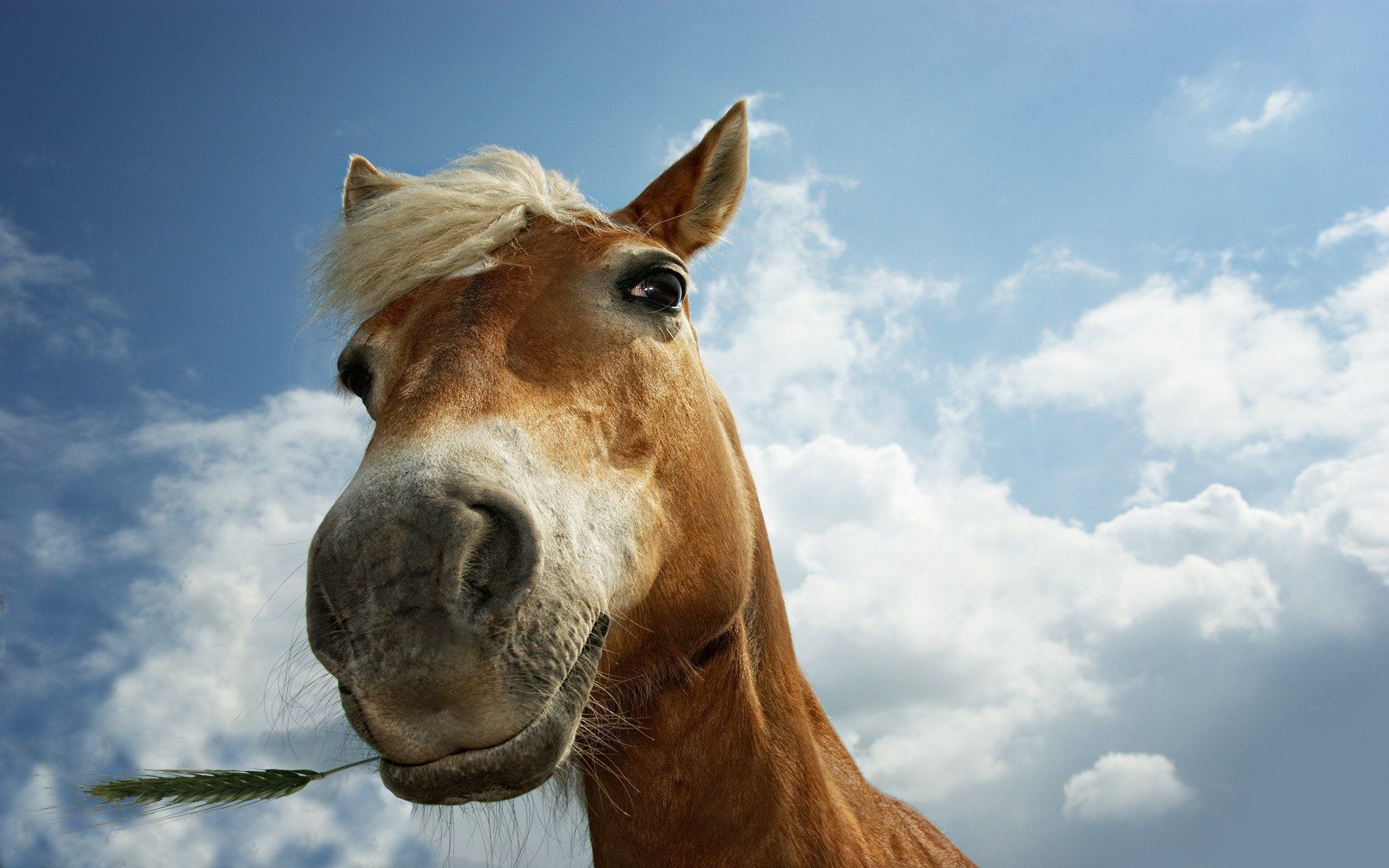 Funny Horse Wallpaper Free Funny Horse Background