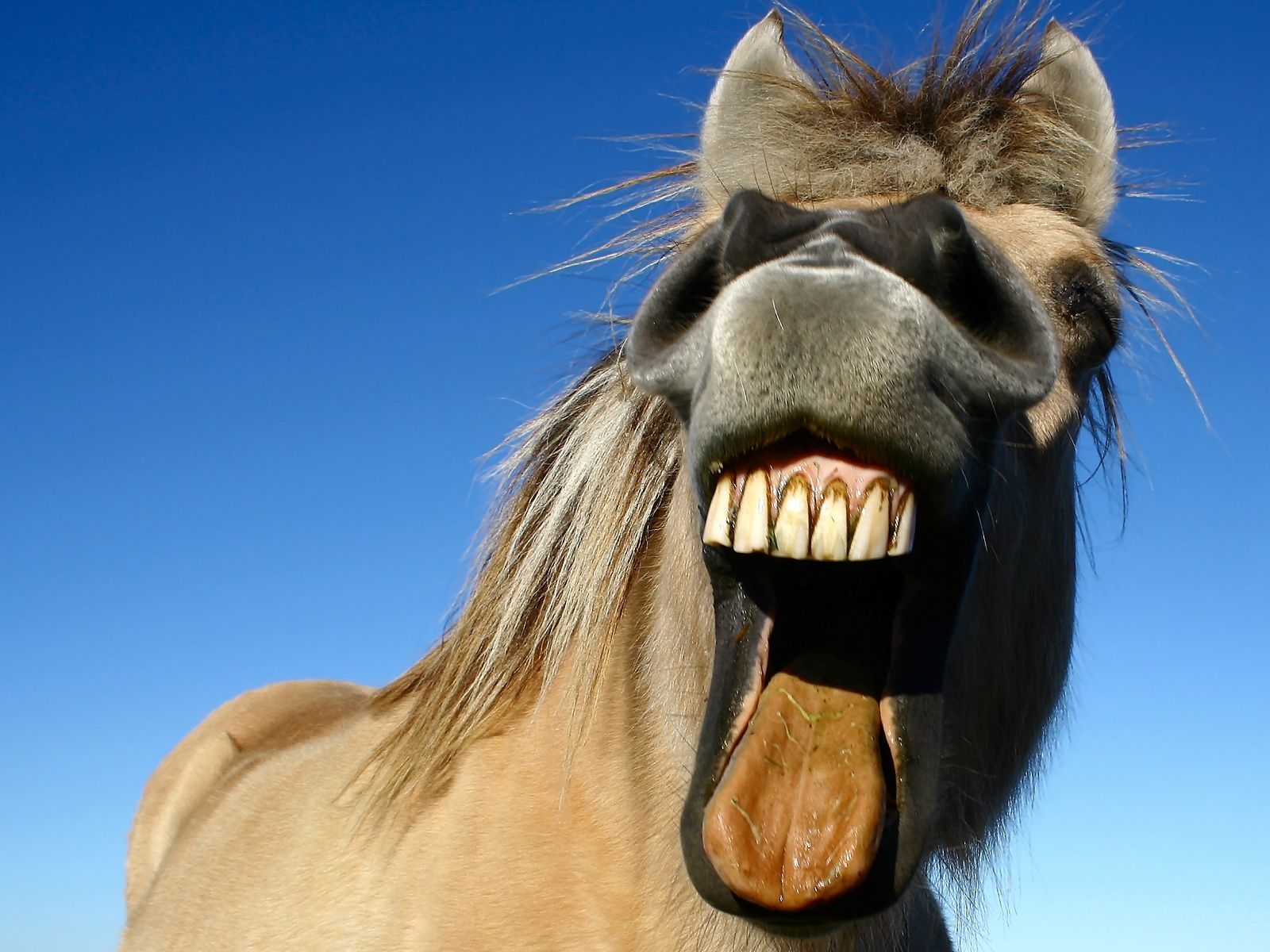funny horse black horse funny funny horse face funny horse tongue out 1234 - Funny Horse Wallpaper
