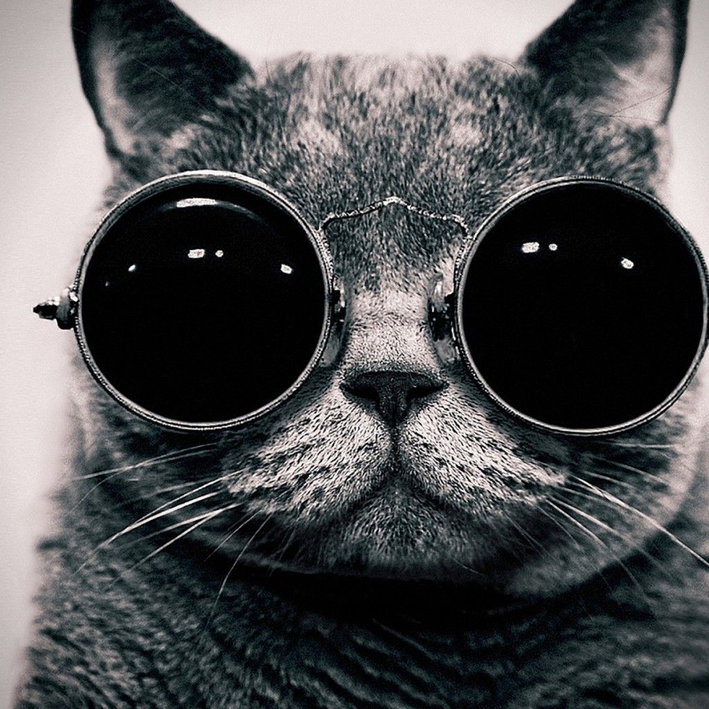 Cat With Sunglasses iPad Wallpaper HD. Steampunk cat, Cool iphone 6 wallpaper, Cat wallpaper