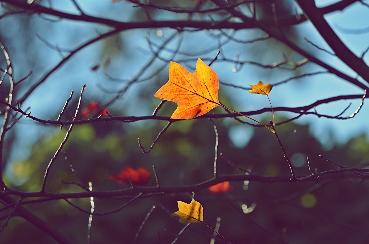 Wallpaper Leaf Nature Autumn Branches