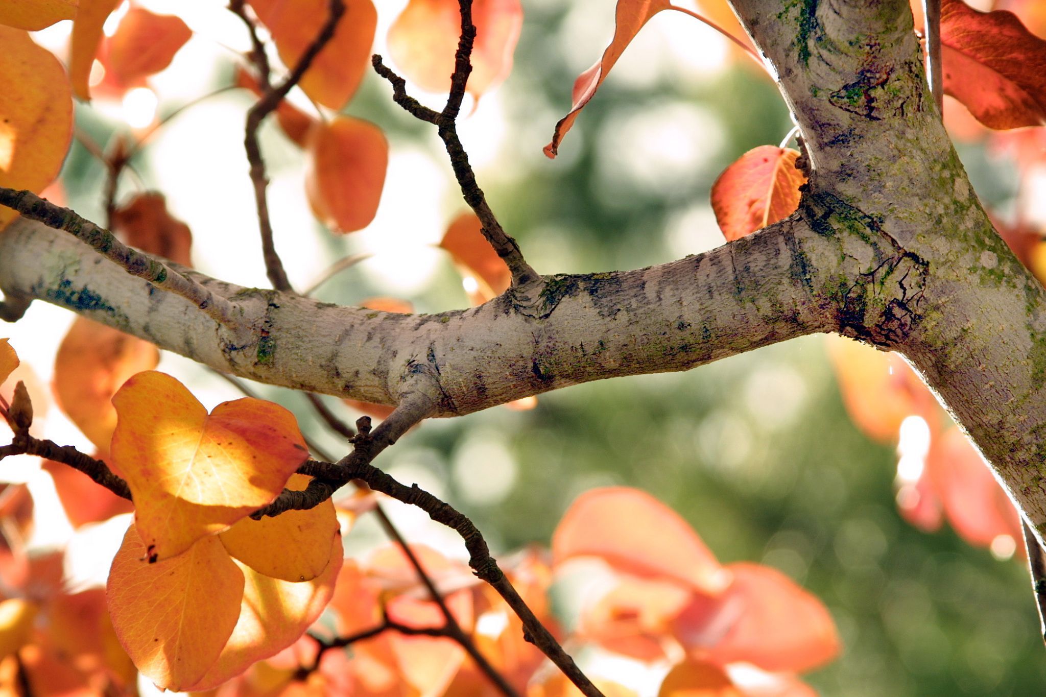 Fall Tree Branch Image (2048×1365). Autumn Trees, Tree HD Wallpaper, Tree Branch Wallpaper