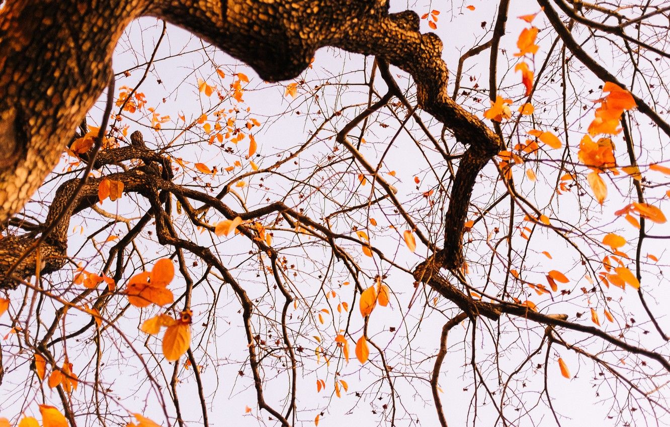 Wallpaper autumn, leaves, tree, branches image for desktop, section природа