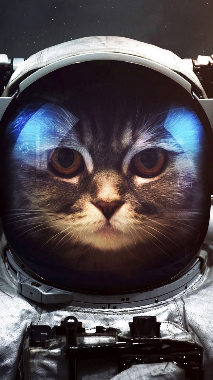 Cat, cosmonaut, space suit, space wallpaper. Space phone wallpaper, Astronaut cat, Animal wallpaper