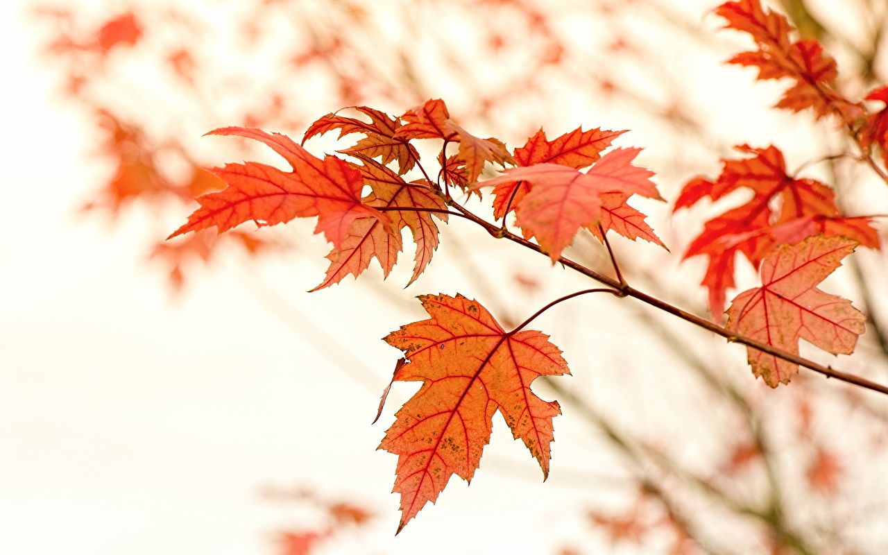Image Leaf acer Nature Autumn Branches