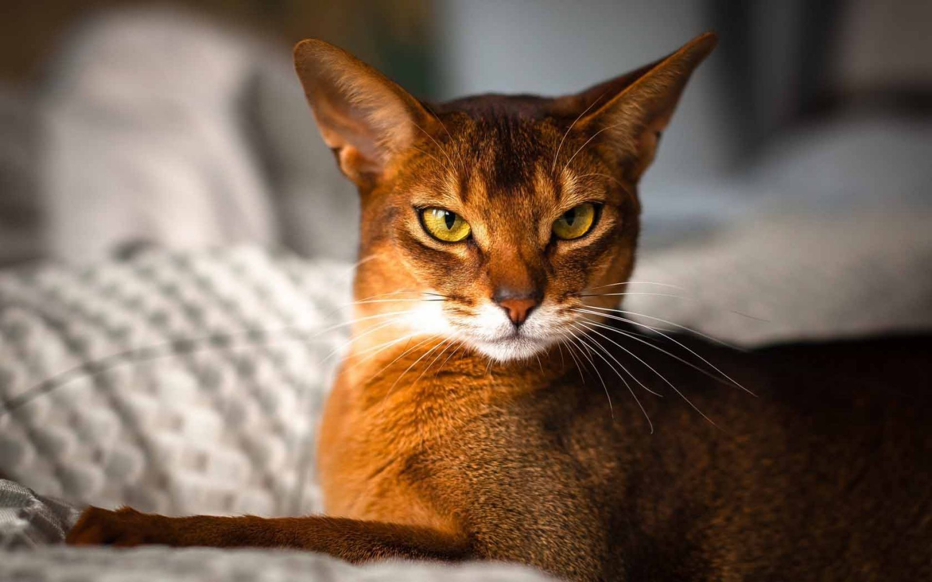 Abyssinian Cat Wallpaper. HD Animals and Birds Wallpaper for Mobile and Desktop