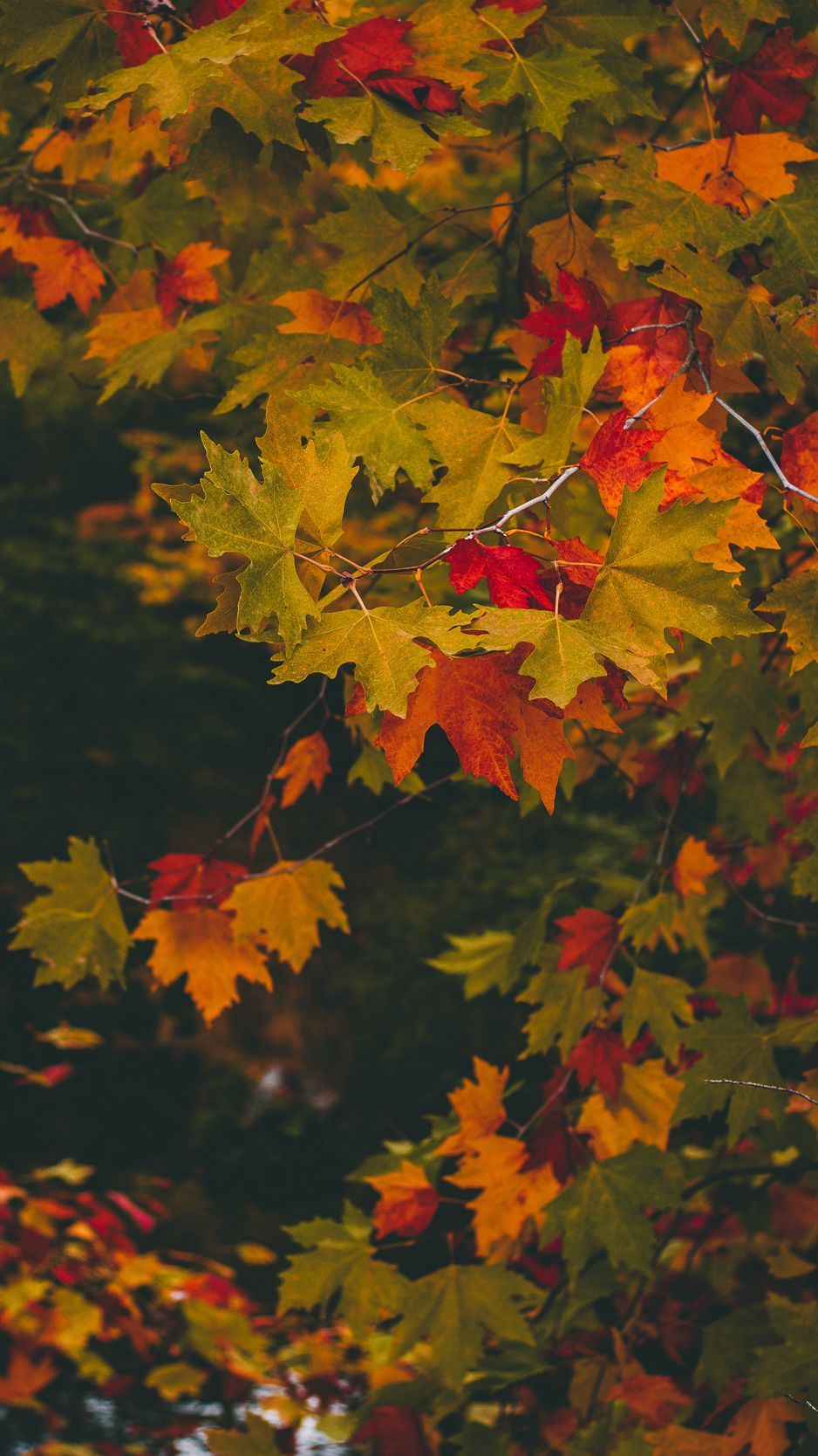 Download Wallpaper 938x1668 Maple, Autumn, Branches, Leaves, Blur, Colorful Iphone 8 7 6s 6 For Parallax HD Background