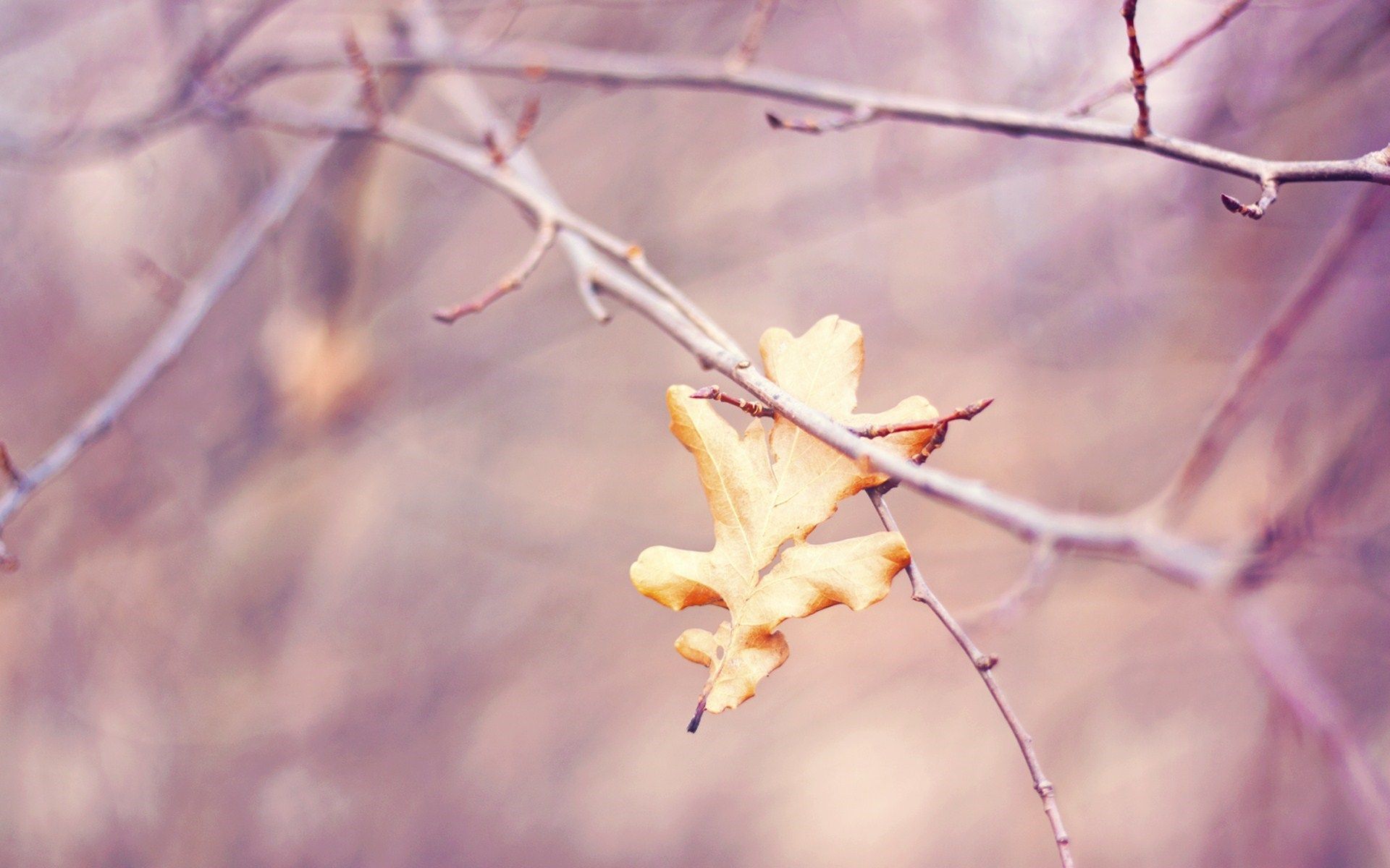 Photo Branches Leaf Autumn