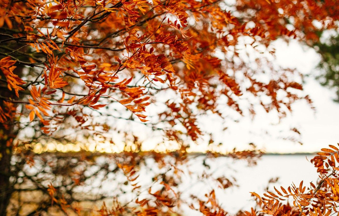 Wallpaper autumn, leaves, tree, branches, fall, foliage image for desktop, section природа