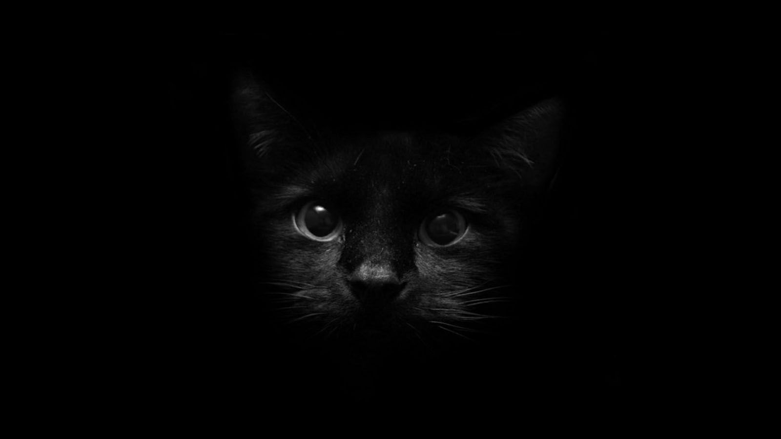 Black Wallpaper Widescreen Is 4K Wallpaper. Black cat image, Cat wallpaper, Cat background