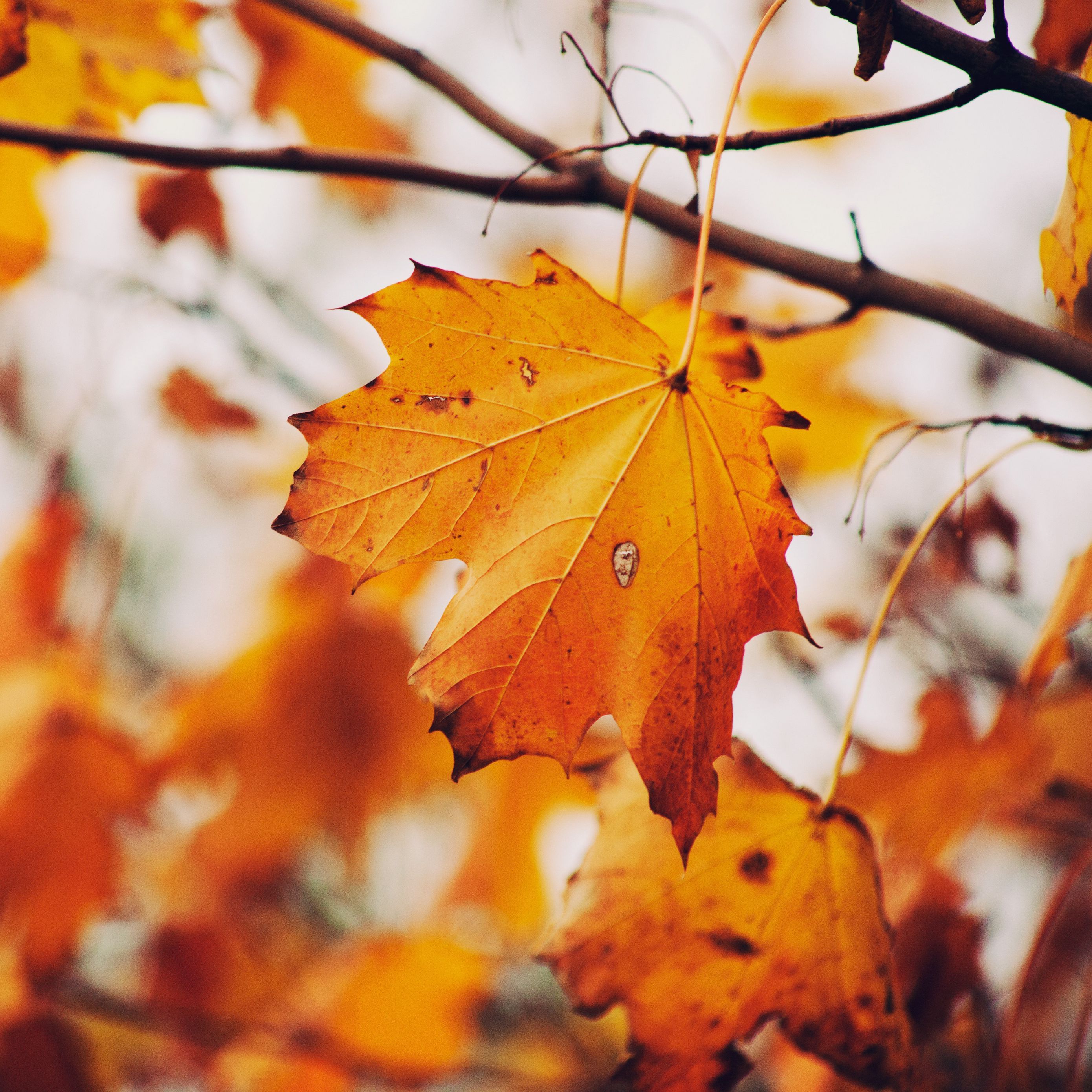 Autumn Branches Wallpapers - Wallpaper Cave