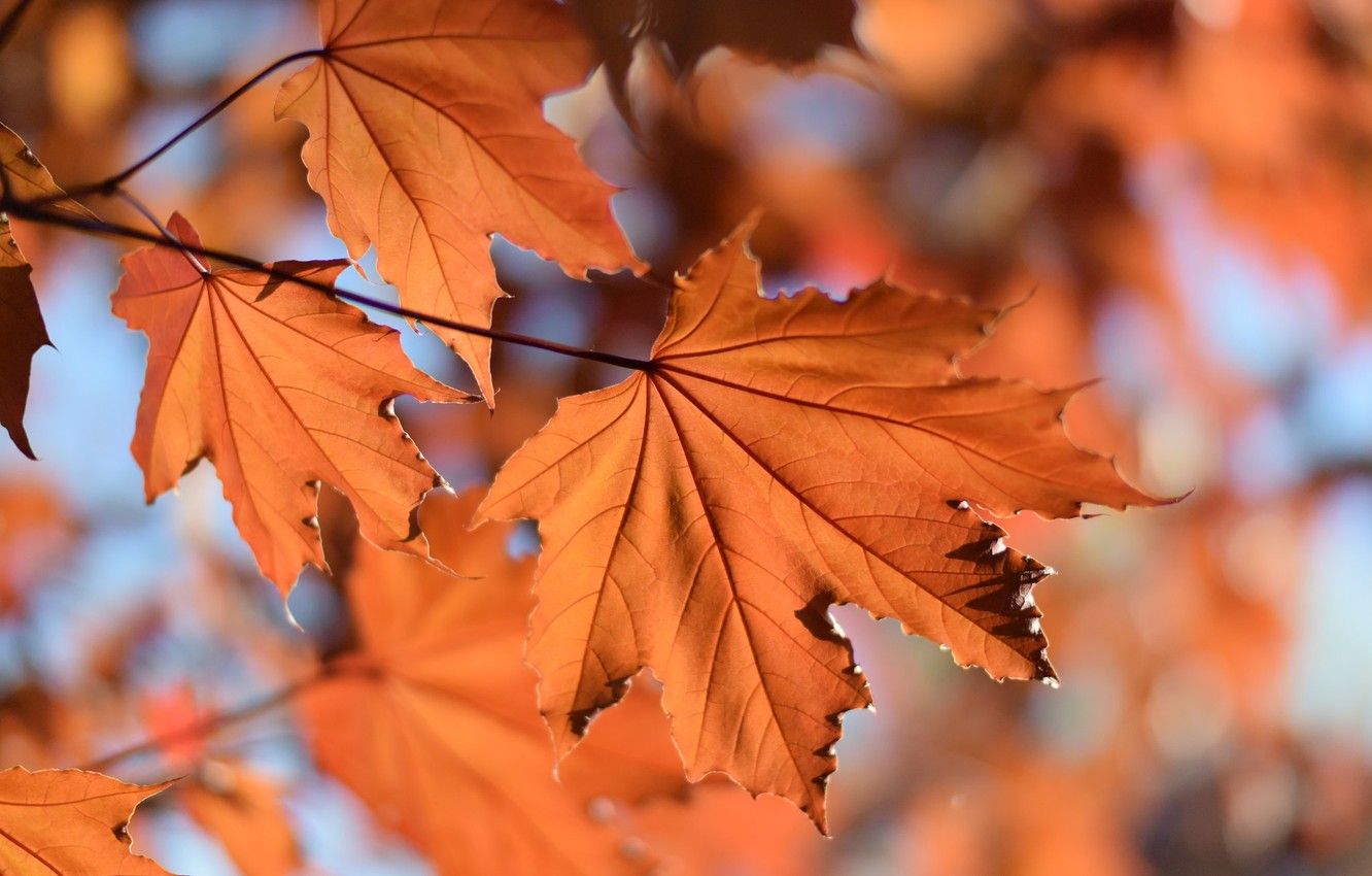Wallpaper autumn, leaves, branches image for desktop, section природа