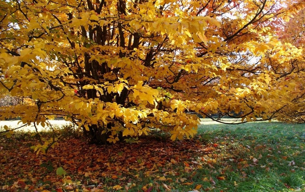 Yellow Autumn Leaves Branches wallpaper. Yellow Autumn Leaves Branches