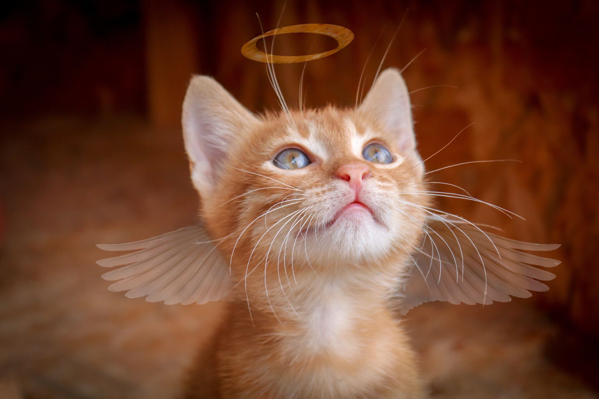 Angel cat wallpaper
