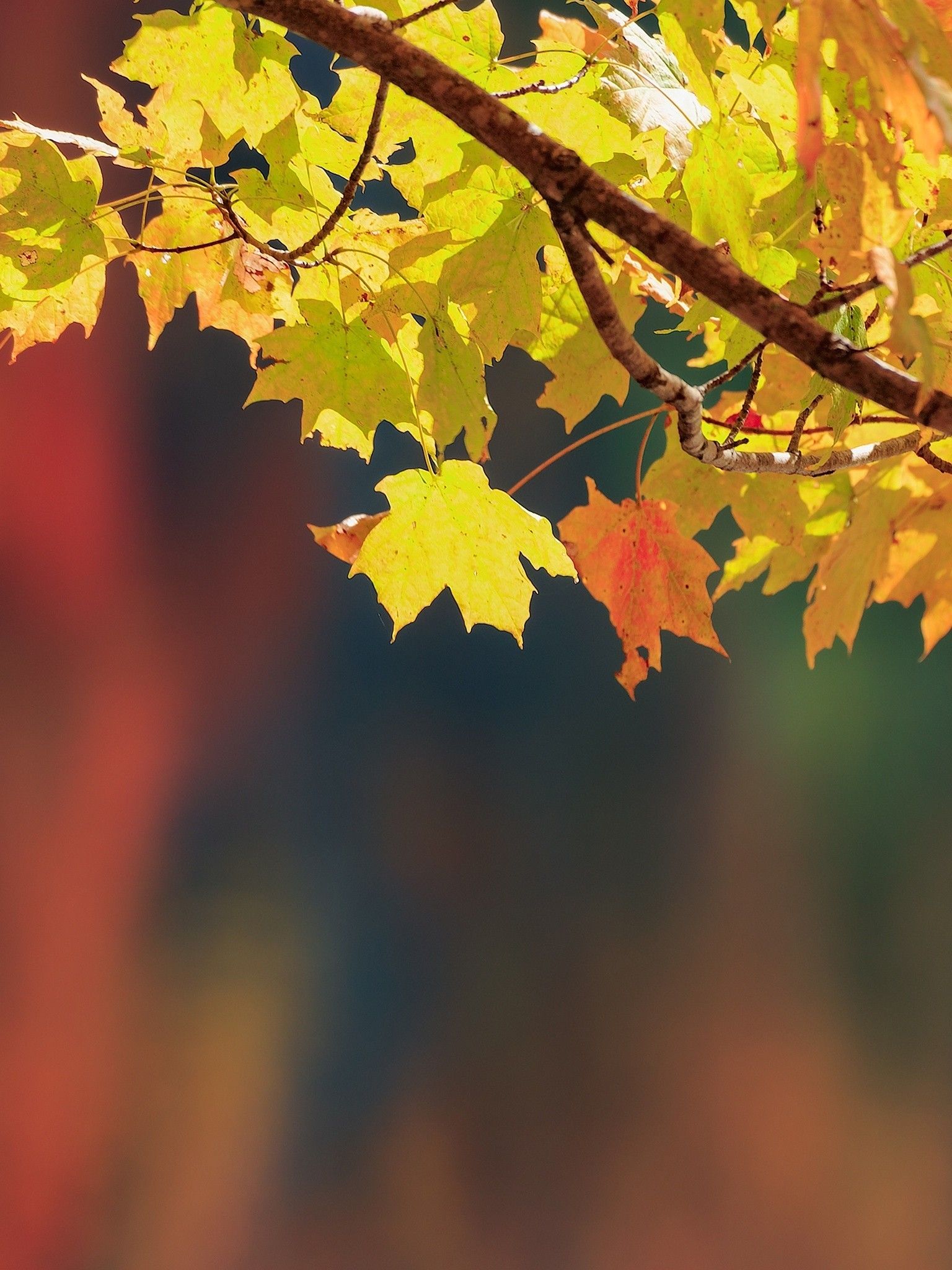 Autumn Branches Wallpapers - Wallpaper Cave