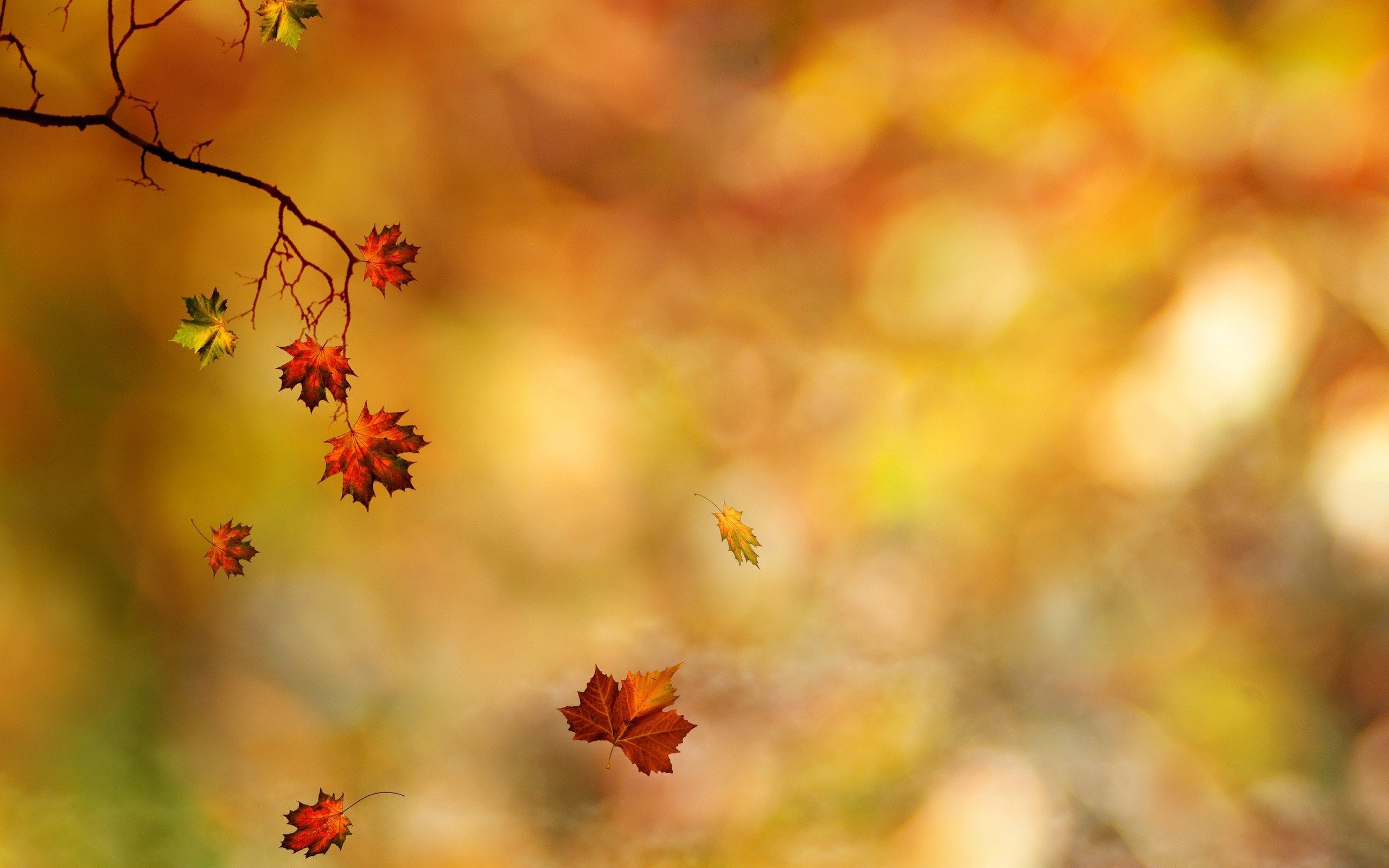 Leaves Branches Autumn Wallpaper [2560x1600]